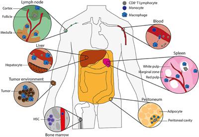 Antigen Cross-Presentation by Macrophages